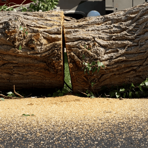 tree-removal-Houston, TX.