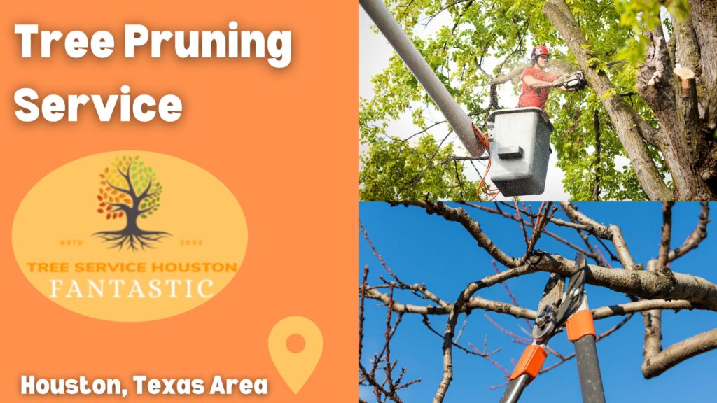 Best TREE PRUNING Service In Houston