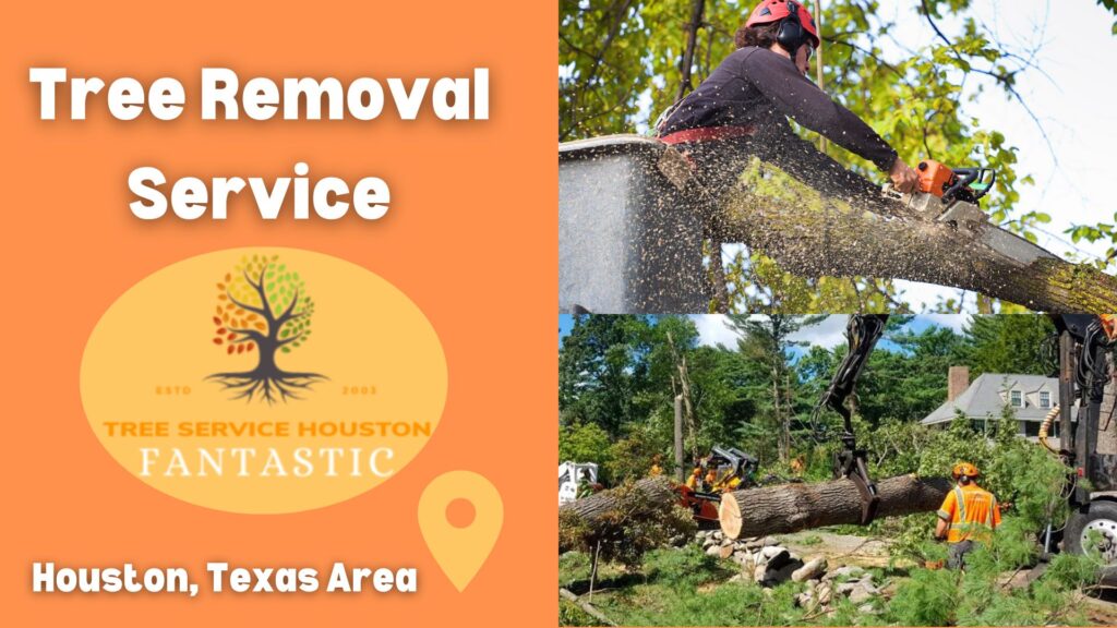 Best Tree Removal Service In Houston
