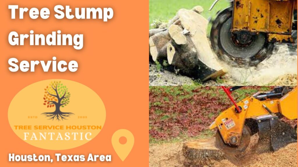 Best Tree Stump Grinding Service In Houston