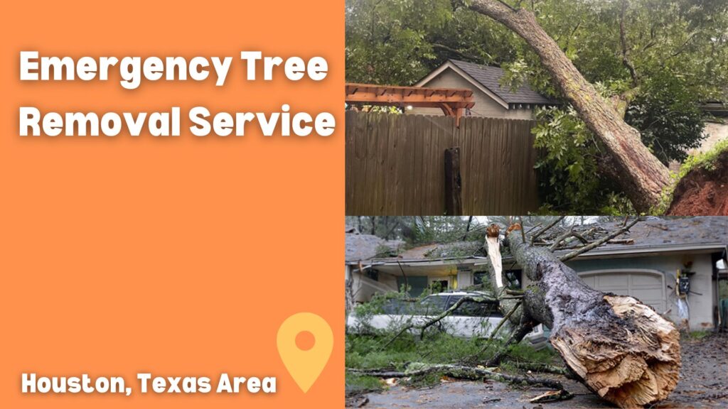 Best Emergency Tree Removal Service In Houston