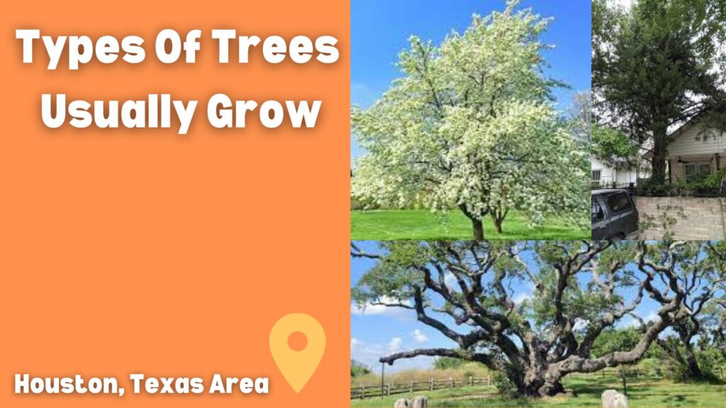 Types Of Trees Usually Grow In Houston